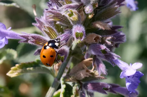 Ladybird feeding on Lavender This macro nature photograph captures a vibrant ladybird feeding on the delicate lavender flowers during a bright summer afternoon. The scene showcases the vivid orange of the insect as it navigates the textured, fuzzy stems and petals of the plant. Surrounded by blooming flowers and lush green foliage, the ladybird stands out as the main subject, highlighting the intricate relationship between insects and plants. The image details the beauty of summer flora and draws attention to the importance of ladybirds and other insects in pollination and the overall health of garden plants.